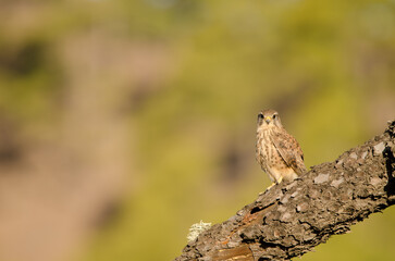 Female common kestrel Falco tinnunculus canariensis. Integral Natural Reserve of Inagua. Gran Canaria. Canary Islands. Spain.