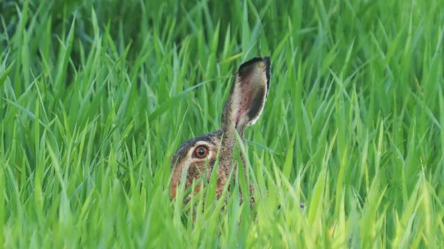 The European hare rabbit eating grass, Lepus europaeus