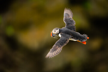 Portraits of curious Atlantic puffins.