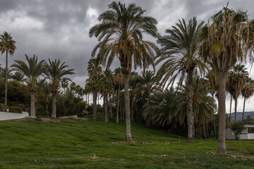 Palm trees on cloudy dramatic sky background in Cyprus, Paphos. Exotic plants Evergreen Foliage palms landscape. 