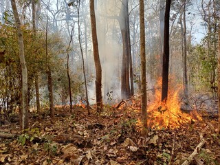 Wildfire image in mixed deciduous forest