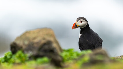 Portraits of curious Atlantic puffins.
