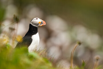 Portraits of curious Atlantic puffins.