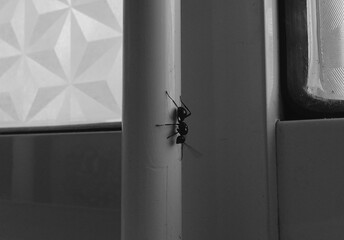 "Black and white macro shot of a flying ant on a vertical surface inside a building. The minimalistic composition and contrasting textures create a sense of solitude and focus on the insect’s details.