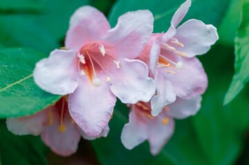 Delicate pink Weigela flowers in full bloom create a vibrant and fresh display against green foliage.