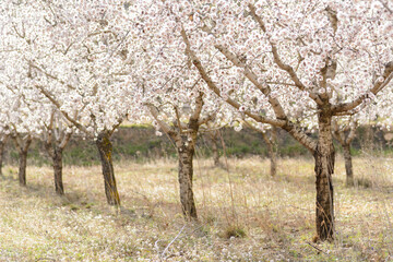 CAMPOS DE ALMENDRO EN FLOR