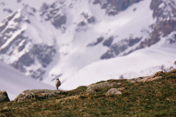 A small bird sits on a rock against a backdrop of mountains and snow-capped peaks. Wildlife