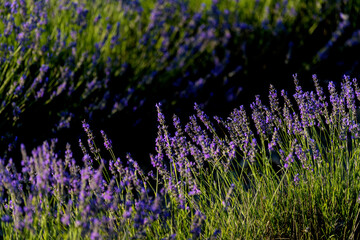 PLANTACIÓN Y FLORES DE LAVANDA