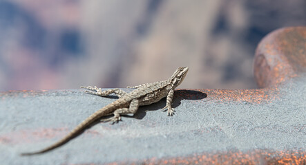 Ornate Tree Lizard on a metal handrail in Arizona desert, USA