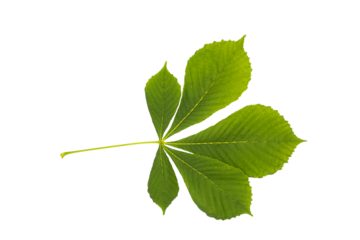 Horse chestnut leaf isolated on white background