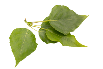 poplar tree branch with young leaves close up isolated on white background.