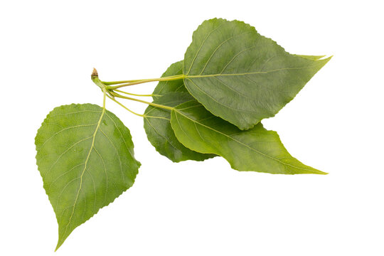 poplar tree branch with young leaves close up isolated on white background.