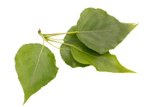 poplar tree branch with young leaves close up isolated on white background.
