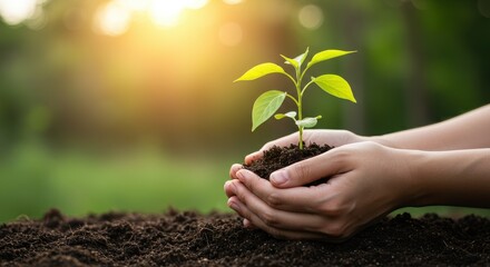 hands holding a plant