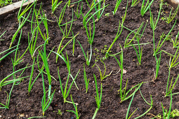 Young garlic shoots in a row in a garden bed.