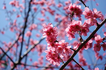 Sakura.