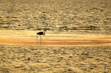 coucher de soleil, Flamant rose,.Phoenicopterus roseus, Greater Flamingo