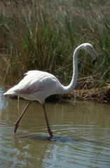 Flamant rose,.Phoenicopterus roseus, Greater Flamingo