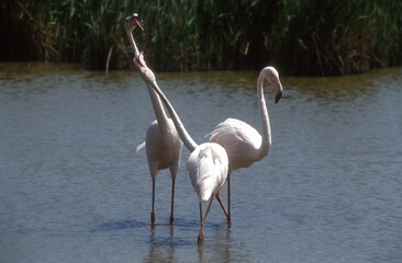 Obraz premium Flamant rose,.Phoenicopterus roseus, Greater Flamingo