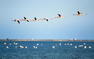 Flamant rose,.Phoenicopterus roseus, Greater Flamingo, Camargue, France