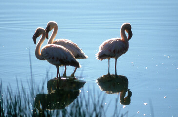 Flamant rose,.Phoenicopterus roseus, Greater Flamingo