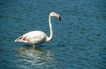 Fototapeta premium Flamant rose,.Phoenicopterus roseus, Greater Flamingo