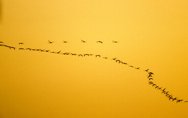 coucher de soleil, Flamant rose,.Phoenicopterus roseus, Greater Flamingo