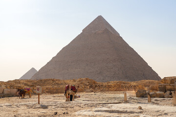 Ancient pyramids under the sun with camels resting in the foreground and a clear sky in Giza, Egypt