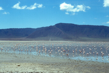 Flamant nain,. Phoeniconaias minor, Lesser Flamingo, Safari photo, Parc national du N.Gorongoro...