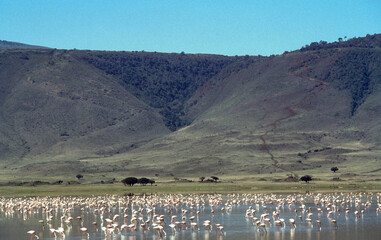 Flamant nain,. Phoeniconaias minor, Lesser Flamingo, Safari photo, Parc national du N.Gorongoro Crater, Tanzanie