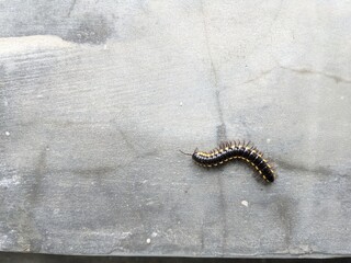 Close-up of a dark millipede crawling on a rough concrete surface, showcasing segmented body and tiny legs in natural light.