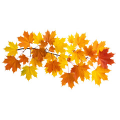Bright autumn maple leaves isolated on white, showcasing the colorful foliage of the fall season