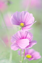 ナイスキャッチ