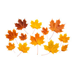 Fototapeta premium Autumn maple leaves isolated on a white background, showcasing colorful fall foliage