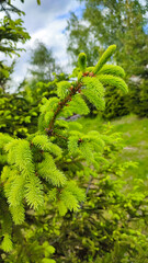 New green shoots on the spruce tree. Young, juicy, green shoots on a coniferous tree close-up. Spruce branches as a green background.
