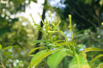 Majestic Landscapes of Sri Lanka. Breathtaking Beauty Capturing the Serene Essence of Nature in Stunning Landscapes. A Journey Through Picturesque Nature Landscapes. The beauty of Nature’s Landscape