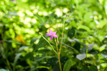 Majestic Landscapes of Sri Lanka. Breathtaking Beauty Capturing the Serene Essence of Nature in Stunning Landscapes. A Journey Through Picturesque Nature Landscapes. The beauty of Nature’s Landscape