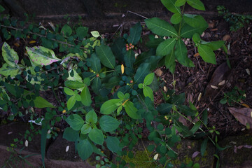 A small field of grass growing green in the cold of the mountains. A lush little green garden,...