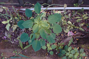 A small field of grass growing green in the cold of the mountains. A lush little green garden, widely grown with local Ayurvedic medicinal plants. A small field of green looking beautiful plants