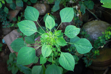 A small field of grass growing green in the cold of the mountains. A lush little green garden,...