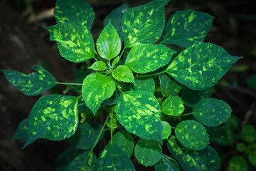 A small field of grass growing green in the cold of the mountains. A lush little green garden,...