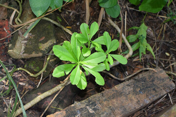 A small field of grass growing green in the cold of the mountains. A lush little green garden, widely grown with local Ayurvedic medicinal plants. A small field of green looking beautiful plants