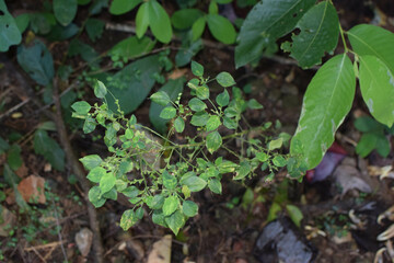 A small field of grass growing green in the cold of the mountains. A lush little green garden, widely grown with local Ayurvedic medicinal plants. A small field of green looking beautiful plants