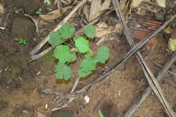 A small field of grass growing green in the cold of the mountains. A lush little green garden,...