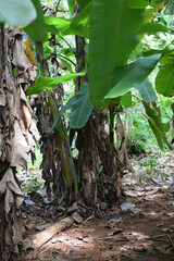 Lost in the Heart of a Banana Grove: A Journey Through Lush Green Leaves and Tropical Abundance. Surrounded by Towering Banana Plants: A Serene Escape to the Heart of a Banana Grove. 