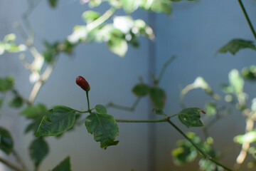 Majestic Landscapes of Sri Lanka. Breathtaking Beauty Capturing the Serene Essence of Nature in Stunning Landscapes. A Journey Through Picturesque Nature Landscapes. The beauty of Nature&rsquo;s Landscape