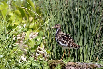 oiseau