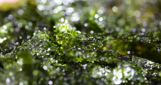 natural green algae that are used to prepare Japanese dishes close up, green algae for dishes