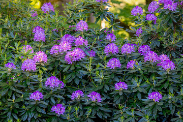 Selective focus of violet purple flower full bloom on the tree with green leaves, Rhododendron is a very large genus of species of woody plants in the heath family, Ericaceae, Nature floral background