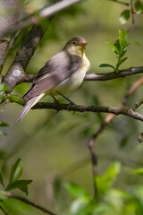 Icterine Warbler
